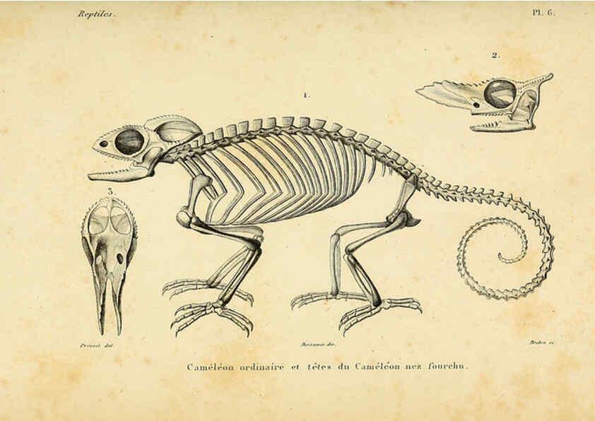 Reproducción/Reproduction 5982391398: Erpétologie générale, ou, Histoire naturelle complète des reptiles Paris :Roret,1834-1854