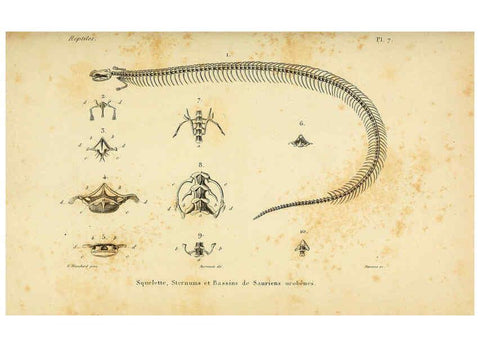 Reproducción/Reproduction 5982391802: Erpétologie générale, ou, Histoire naturelle complète des reptiles Paris :Roret,1834-1854