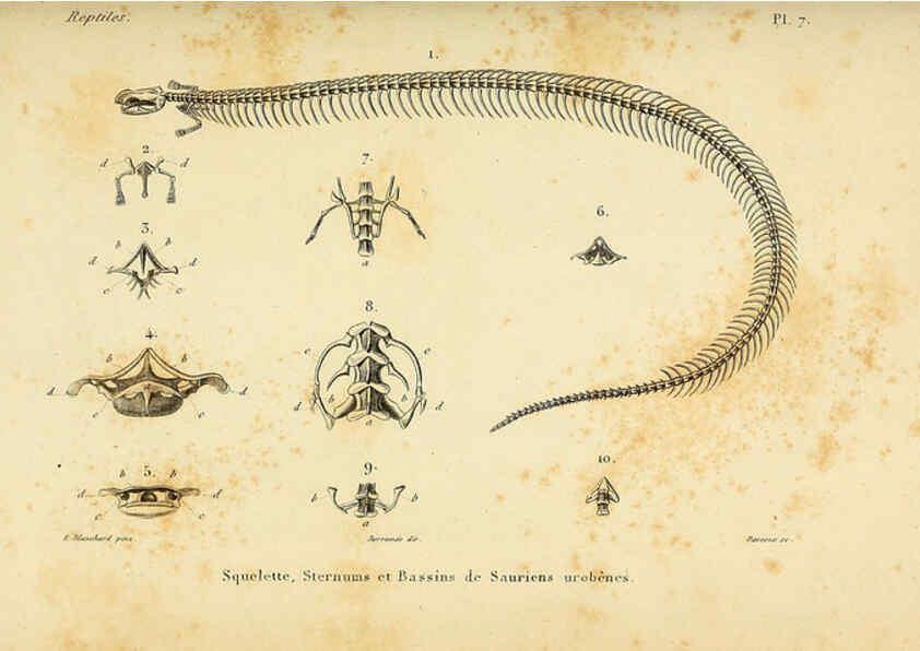 Reproducción/Reproduction 5982391802: Erpétologie générale, ou, Histoire naturelle complète des reptiles Paris :Roret,1834-1854