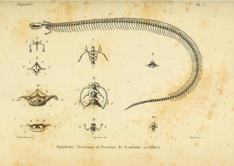 Reproducción/Reproduction 5982391802: Erpétologie générale, ou, Histoire naturelle complète des reptiles Paris :Roret,1834-1854