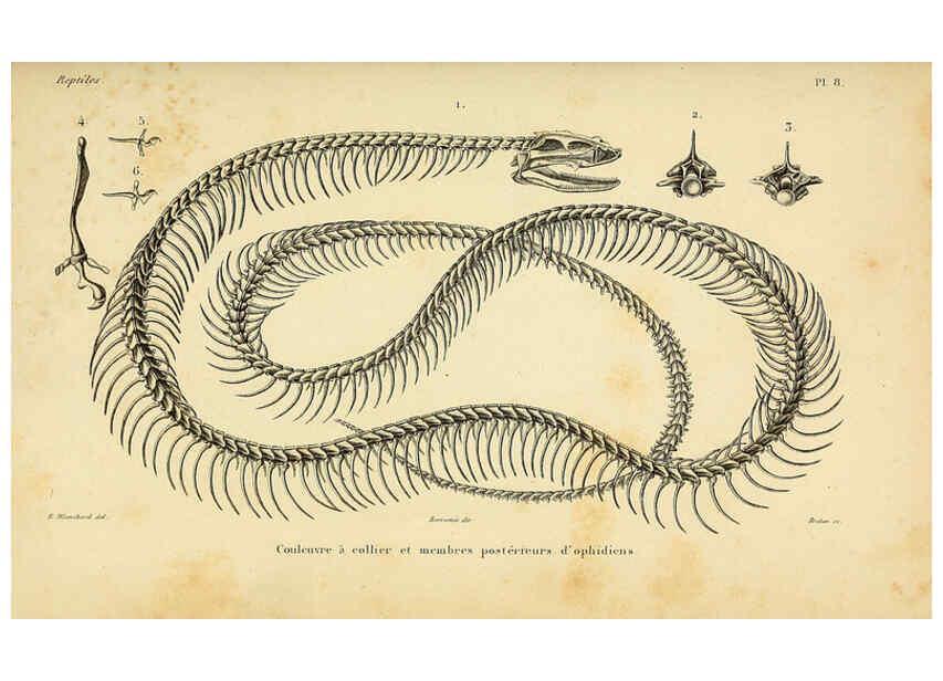 Reproducción/Reproduction 5982392214: Erpétologie générale, ou, Histoire naturelle complète des reptiles Paris :Roret,1834-1854