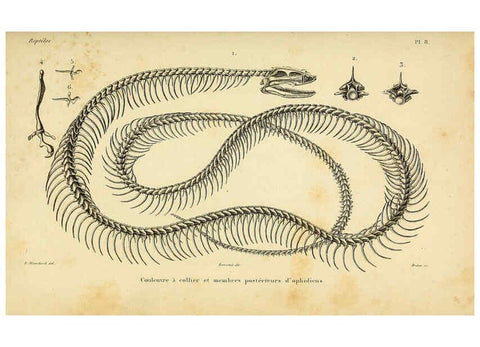 Reproducción/Reproduction 5982392214: Erpétologie générale, ou, Histoire naturelle complète des reptiles Paris :Roret,1834-1854