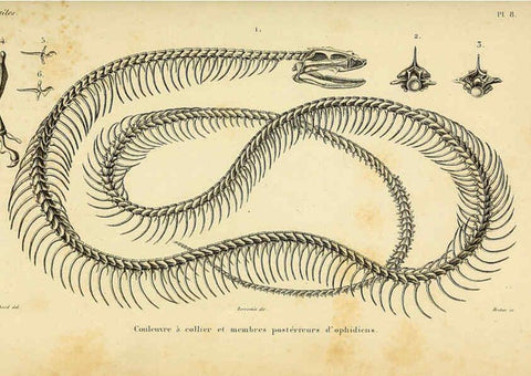 Reproducción/Reproduction 5982392214: Erpétologie générale, ou, Histoire naturelle complète des reptiles Paris :Roret,1834-1854