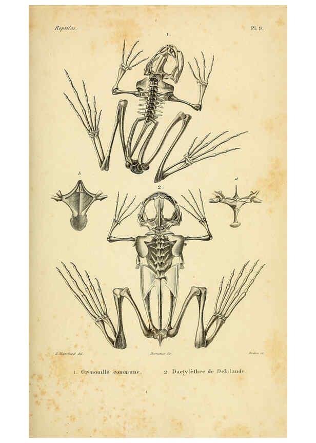 Reproducción/Reproduction 5982392650: Erpétologie générale, ou, Histoire naturelle complète des reptiles Paris :Roret,1834-1854