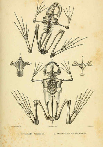 Reproducción/Reproduction 5982392650: Erpétologie générale, ou, Histoire naturelle complète des reptiles Paris :Roret,1834-1854