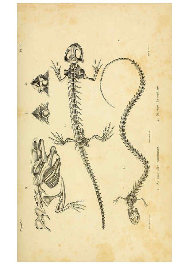 Reproducción/Reproduction 5981832689: Erpétologie générale, ou, Histoire naturelle complète des reptiles Paris :Roret,1834-1854