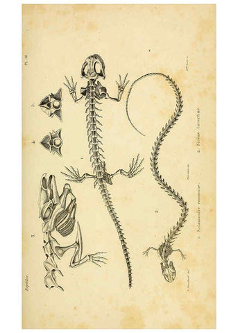Reproducción/Reproduction 5981832689: Erpétologie générale, ou, Histoire naturelle complète des reptiles Paris :Roret,1834-1854