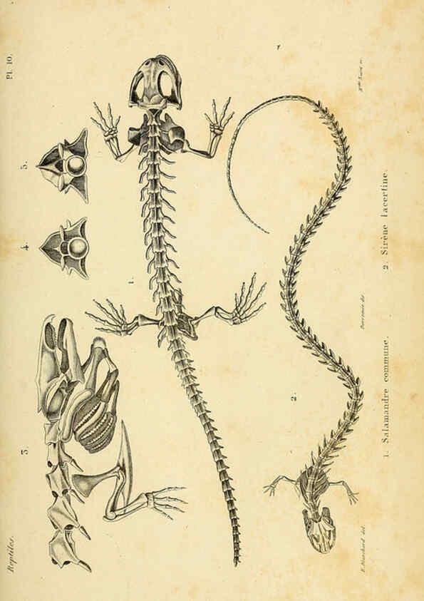 Reproducción/Reproduction 5981832689: Erpétologie générale, ou, Histoire naturelle complète des reptiles Paris :Roret,1834-1854