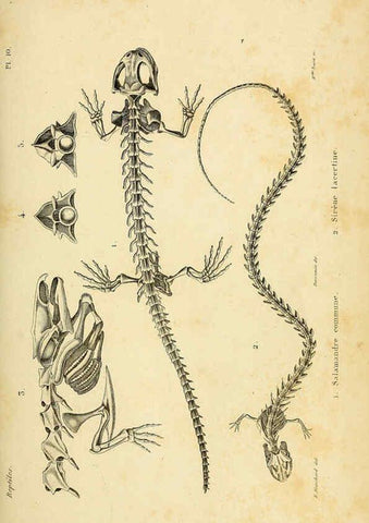 Reproducción/Reproduction 5981832689: Erpétologie générale, ou, Histoire naturelle complète des reptiles Paris :Roret,1834-1854
