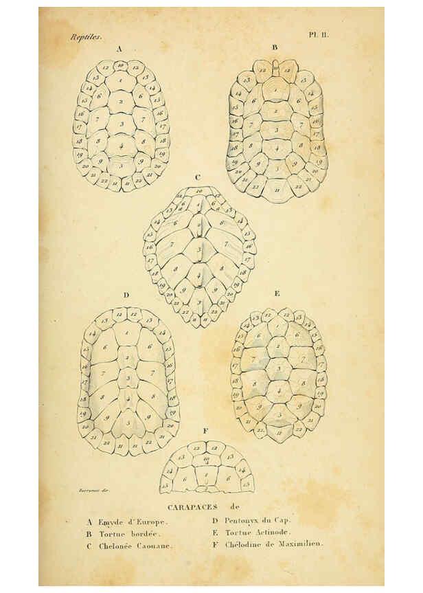 Reproducción/Reproduction 5982393714: Erpétologie générale, ou, Histoire naturelle complète des reptiles Paris :Roret,1834-1854