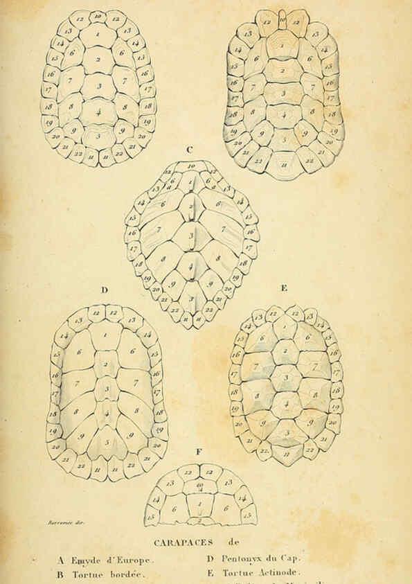 Reproducción/Reproduction 5982393714: Erpétologie générale, ou, Histoire naturelle complète des reptiles Paris :Roret,1834-1854