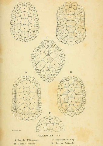 Reproducción/Reproduction 5982393714: Erpétologie générale, ou, Histoire naturelle complète des reptiles Paris :Roret,1834-1854
