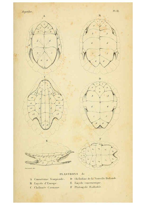 Reproducción/Reproduction 5981833523: Erpétologie générale, ou, Histoire naturelle complète des reptiles Paris :Roret,1834-1854