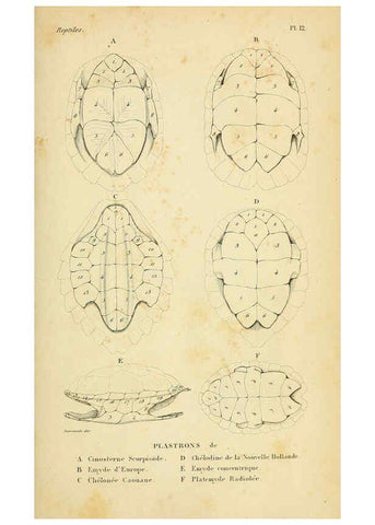 Reproducción/Reproduction 5981833523: Erpétologie générale, ou, Histoire naturelle complète des reptiles Paris :Roret,1834-1854
