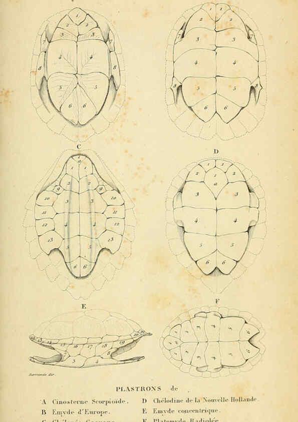 Reproducción/Reproduction 5981833523: Erpétologie générale, ou, Histoire naturelle complète des reptiles Paris :Roret,1834-1854