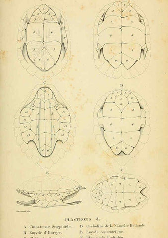 Reproducción/Reproduction 5981833523: Erpétologie générale, ou, Histoire naturelle complète des reptiles Paris :Roret,1834-1854