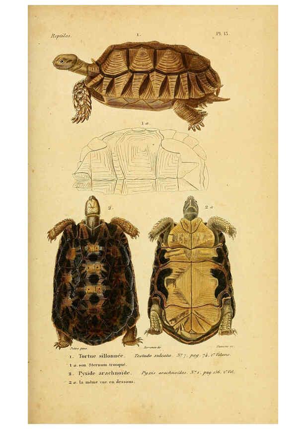 Reproducción/Reproduction 5982394474: Erpétologie générale, ou, Histoire naturelle complète des reptiles Paris :Roret,1834-1854