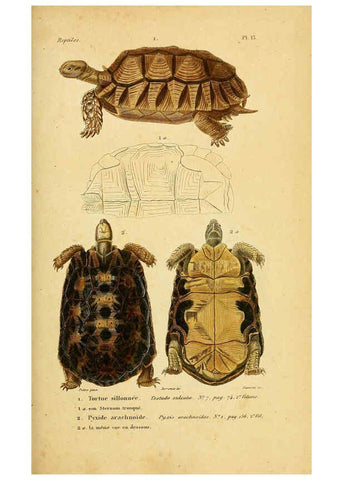 Reproducción/Reproduction 5982394474: Erpétologie générale, ou, Histoire naturelle complète des reptiles Paris :Roret,1834-1854