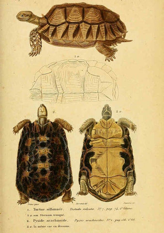 Reproducción/Reproduction 5982394474: Erpétologie générale, ou, Histoire naturelle complète des reptiles Paris :Roret,1834-1854