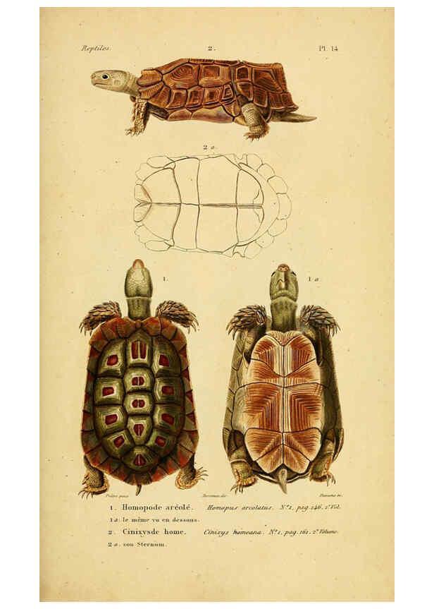 Reproducción/Reproduction 5981834505: Erpétologie générale, ou, Histoire naturelle complète des reptiles Paris :Roret,1834-1854