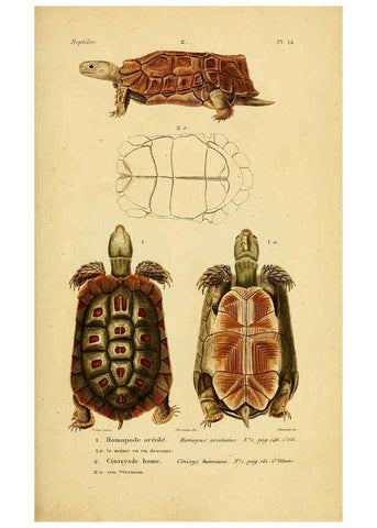 Reproducción/Reproduction 5981834505: Erpétologie générale, ou, Histoire naturelle complète des reptiles Paris :Roret,1834-1854