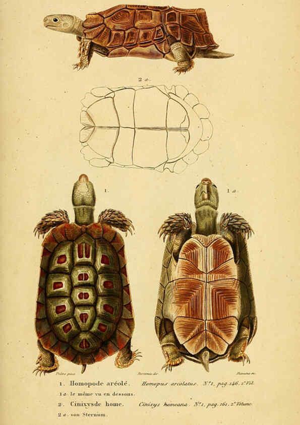 Reproducción/Reproduction 5981834505: Erpétologie générale, ou, Histoire naturelle complète des reptiles Paris :Roret,1834-1854