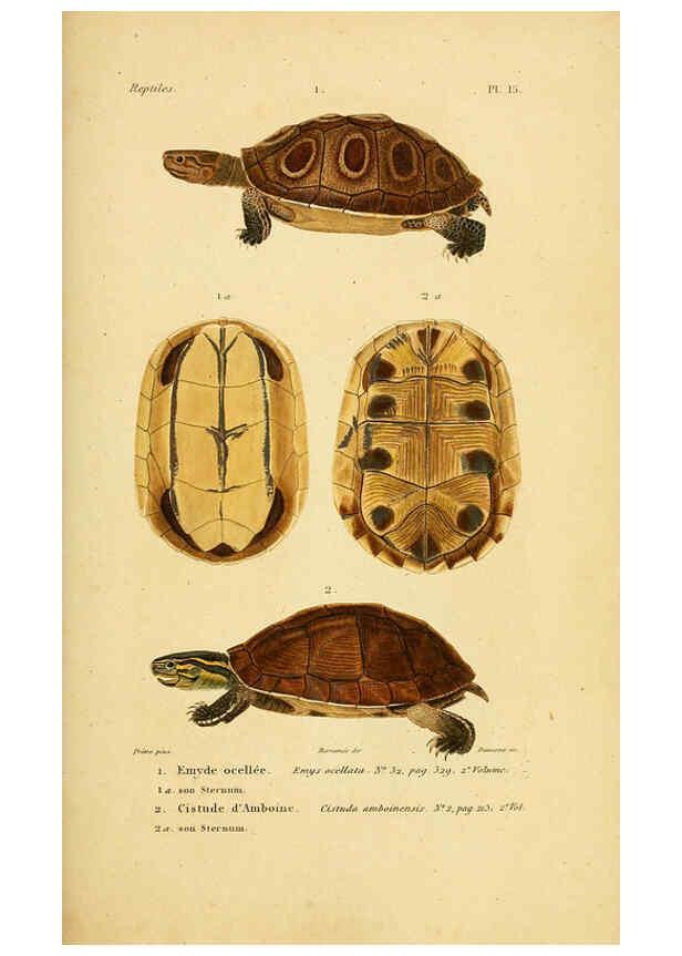 Reproducción/Reproduction 5981834903: Erpétologie générale, ou, Histoire naturelle complète des reptiles Paris :Roret,1834-1854