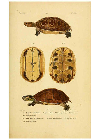 Reproducción/Reproduction 5981834903: Erpétologie générale, ou, Histoire naturelle complète des reptiles Paris :Roret,1834-1854