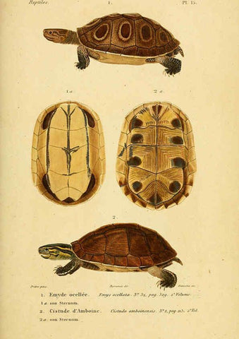 Reproducción/Reproduction 5981834903: Erpétologie générale, ou, Histoire naturelle complète des reptiles Paris :Roret,1834-1854