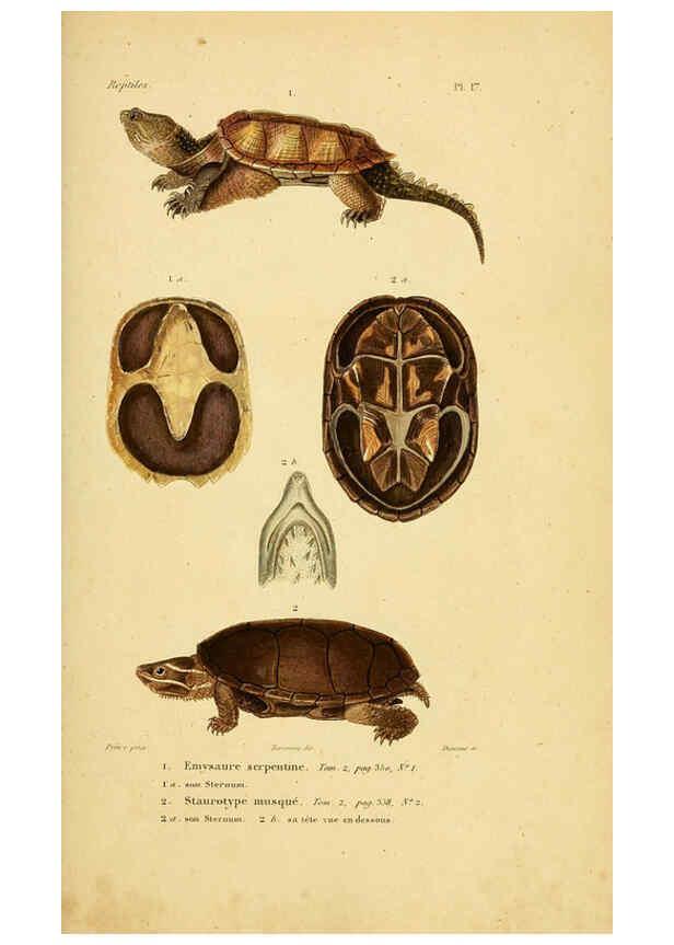 Reproducción/Reproduction 5981835785: Erpétologie générale, ou, Histoire naturelle complète des reptiles Paris :Roret,1834-1854