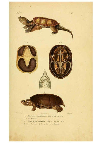 Reproducción/Reproduction 5981835785: Erpétologie générale, ou, Histoire naturelle complète des reptiles Paris :Roret,1834-1854