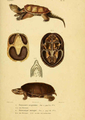 Reproducción/Reproduction 5981835785: Erpétologie générale, ou, Histoire naturelle complète des reptiles Paris :Roret,1834-1854