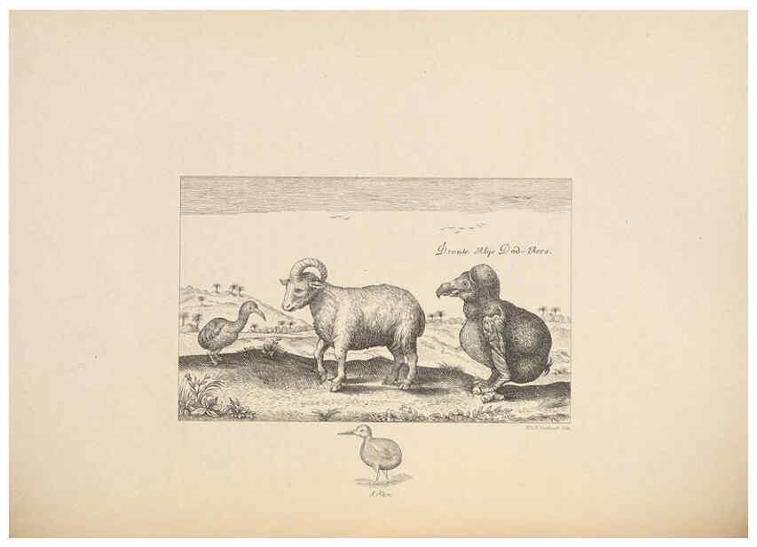 Reproducción/Reproduction 5981495455: Ornithological miscellany V.2 London :Trübner and Co., Bernard Quaritch, R.H. Porter,1876-1878