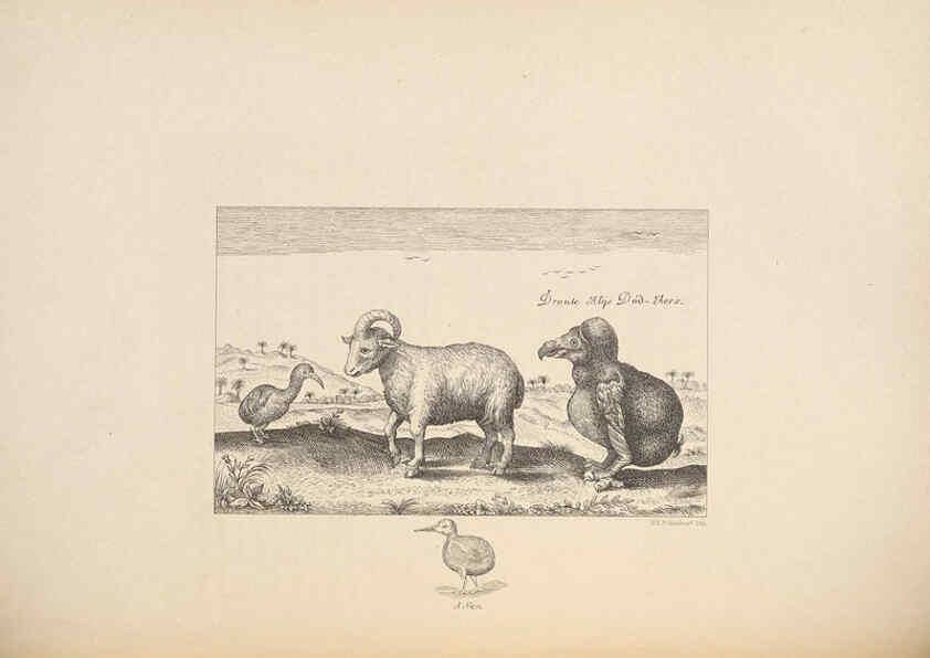 Reproducción/Reproduction 5981495455: Ornithological miscellany V.2 London :Trübner and Co., Bernard Quaritch, R.H. Porter,1876-1878