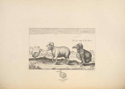 Reproducción/Reproduction 5981495455: Ornithological miscellany V.2 London :Trübner and Co., Bernard Quaritch, R.H. Porter,1876-1878