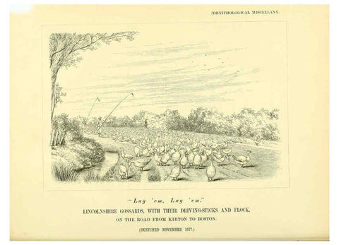 Reproducción/Reproduction 5982105116: Ornithological miscellany V.3 London :Trübner and Co., Bernard Quaritch, R.H. Porter,1876-1878