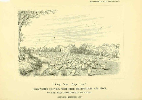 Reproducción/Reproduction 5982105116: Ornithological miscellany V.3 London :Trübner and Co., Bernard Quaritch, R.H. Porter,1876-1878