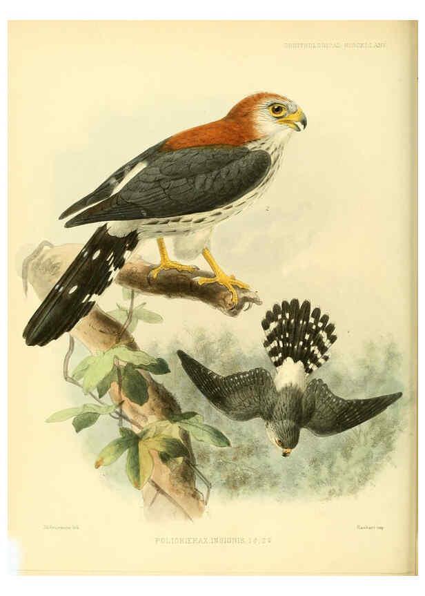 Reproducción/Reproduction 5982104586: Ornithological miscellany V.3 London :Trübner and Co., Bernard Quaritch, R.H. Porter,1876-1878