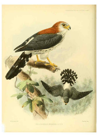 Reproducción/Reproduction 5982104586: Ornithological miscellany V.3 London :Trübner and Co., Bernard Quaritch, R.H. Porter,1876-1878