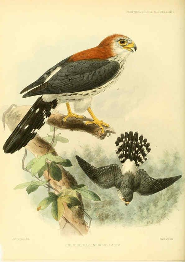 Reproducción/Reproduction 5982104586: Ornithological miscellany V.3 London :Trübner and Co., Bernard Quaritch, R.H. Porter,1876-1878