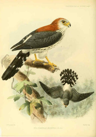 Reproducción/Reproduction 5982104586: Ornithological miscellany V.3 London :Trübner and Co., Bernard Quaritch, R.H. Porter,1876-1878