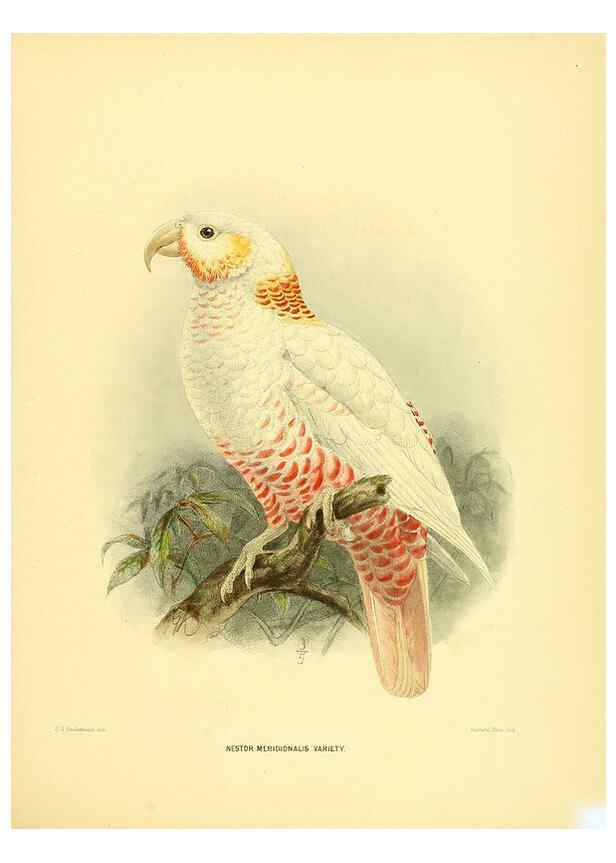 Reproducción/Reproduction 5981515307: Ornithological miscellany V.1 London :Trübner and Co., Bernard Quaritch, R.H. Porter,1876-1878