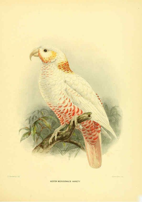 Reproducción/Reproduction 5981515307: Ornithological miscellany V.1 London :Trübner and Co., Bernard Quaritch, R.H. Porter,1876-1878
