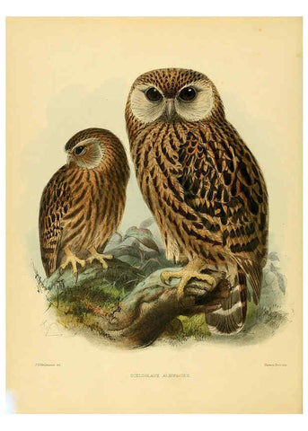 Reproducción/Reproduction 5981515555: Ornithological miscellany V.1 London :Trübner and Co., Bernard Quaritch, R.H. Porter,1876-1878