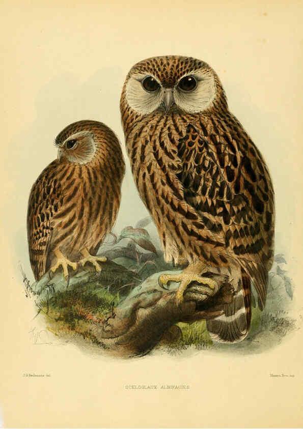 Reproducción/Reproduction 5981515555: Ornithological miscellany V.1 London :Trübner and Co., Bernard Quaritch, R.H. Porter,1876-1878