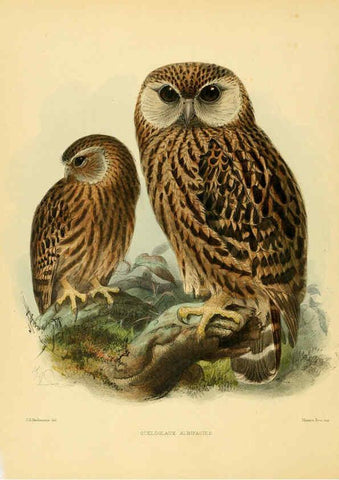 Reproducción/Reproduction 5981515555: Ornithological miscellany V.1 London :Trübner and Co., Bernard Quaritch, R.H. Porter,1876-1878