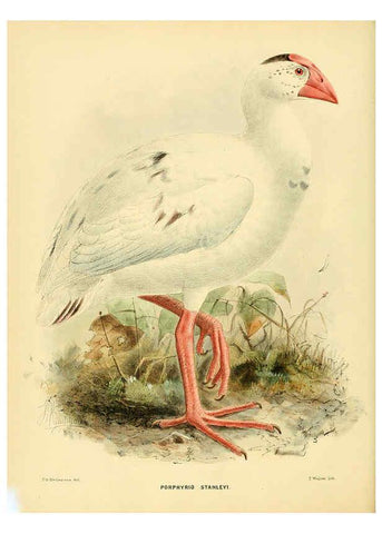 Reproducción/Reproduction 5981515733: Ornithological miscellany V.1 London :Trübner and Co., Bernard Quaritch, R.H. Porter,1876-1878