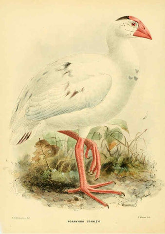 Reproducción/Reproduction 5981515733: Ornithological miscellany V.1 London :Trübner and Co., Bernard Quaritch, R.H. Porter,1876-1878