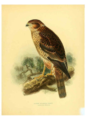 Reproducción/Reproduction 5981516085: Ornithological miscellany V.1 London :Trübner and Co., Bernard Quaritch, R.H. Porter,1876-1878