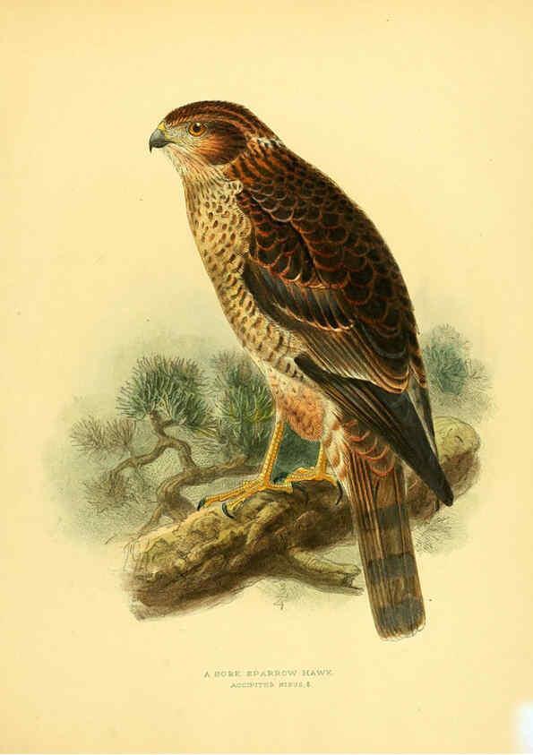 Reproducción/Reproduction 5981516085: Ornithological miscellany V.1 London :Trübner and Co., Bernard Quaritch, R.H. Porter,1876-1878